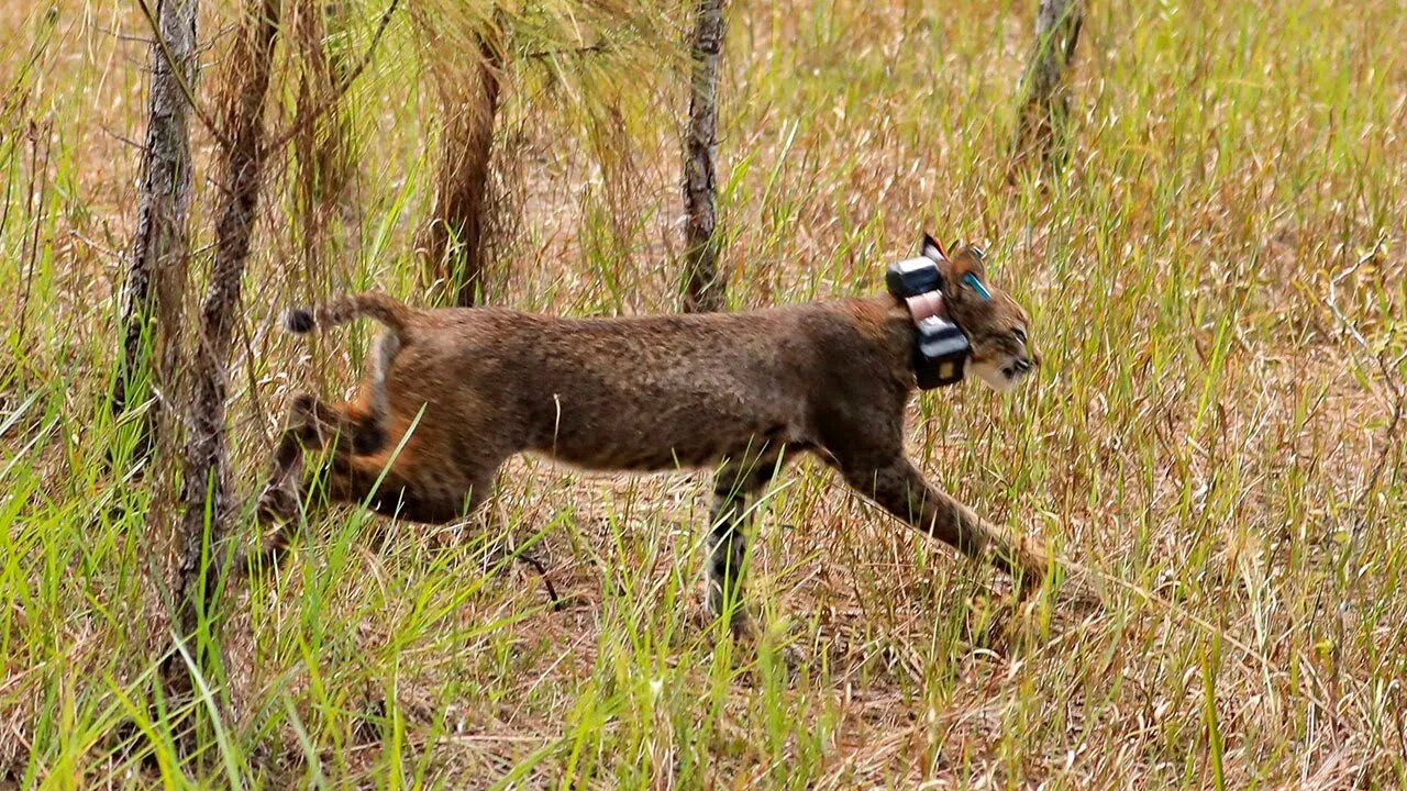 Freedom For This Bobcat!