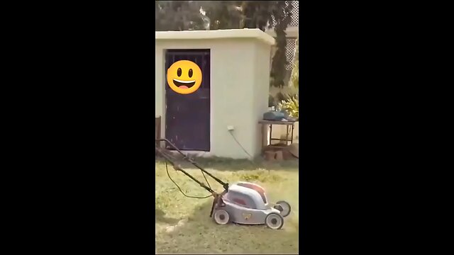 funny videos