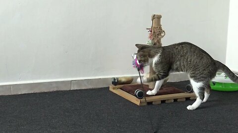This Is a Playful Cat