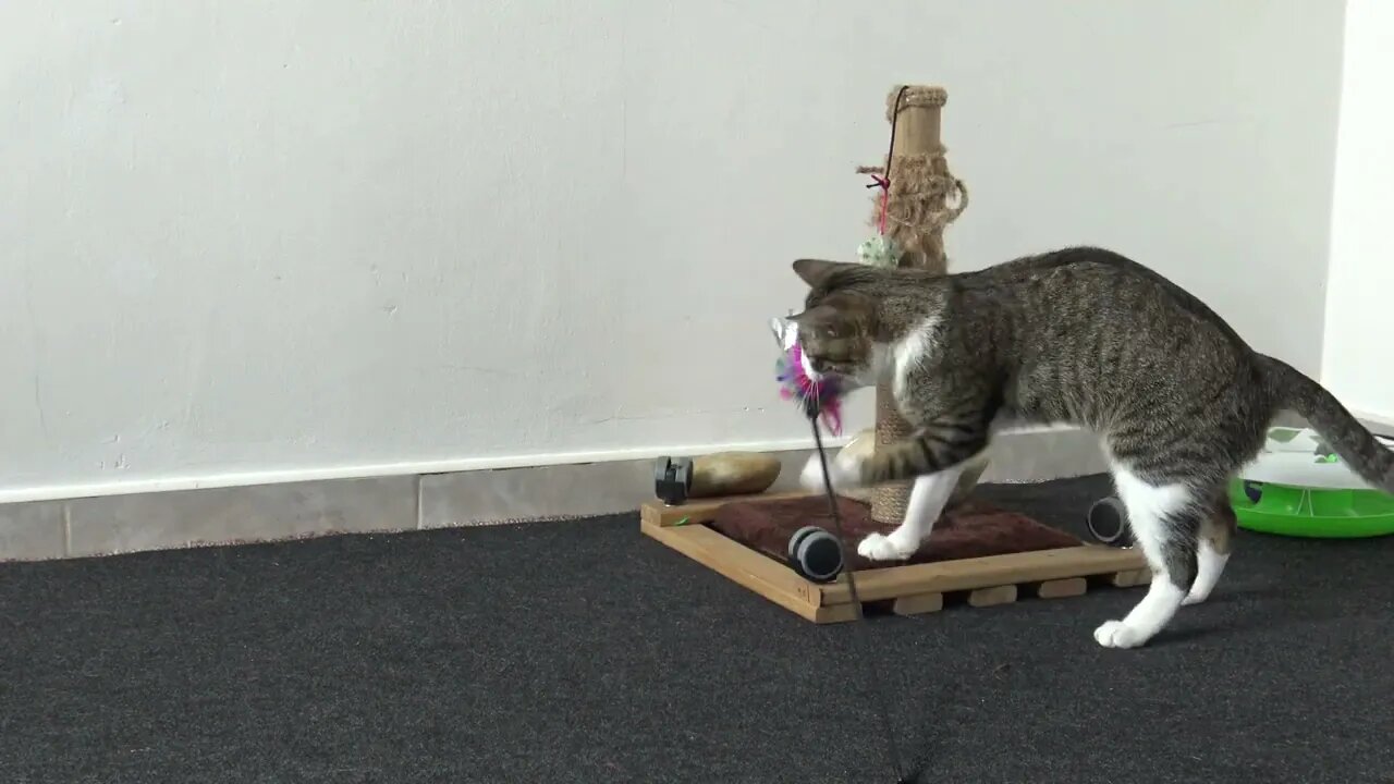 This Is a Playful Cat