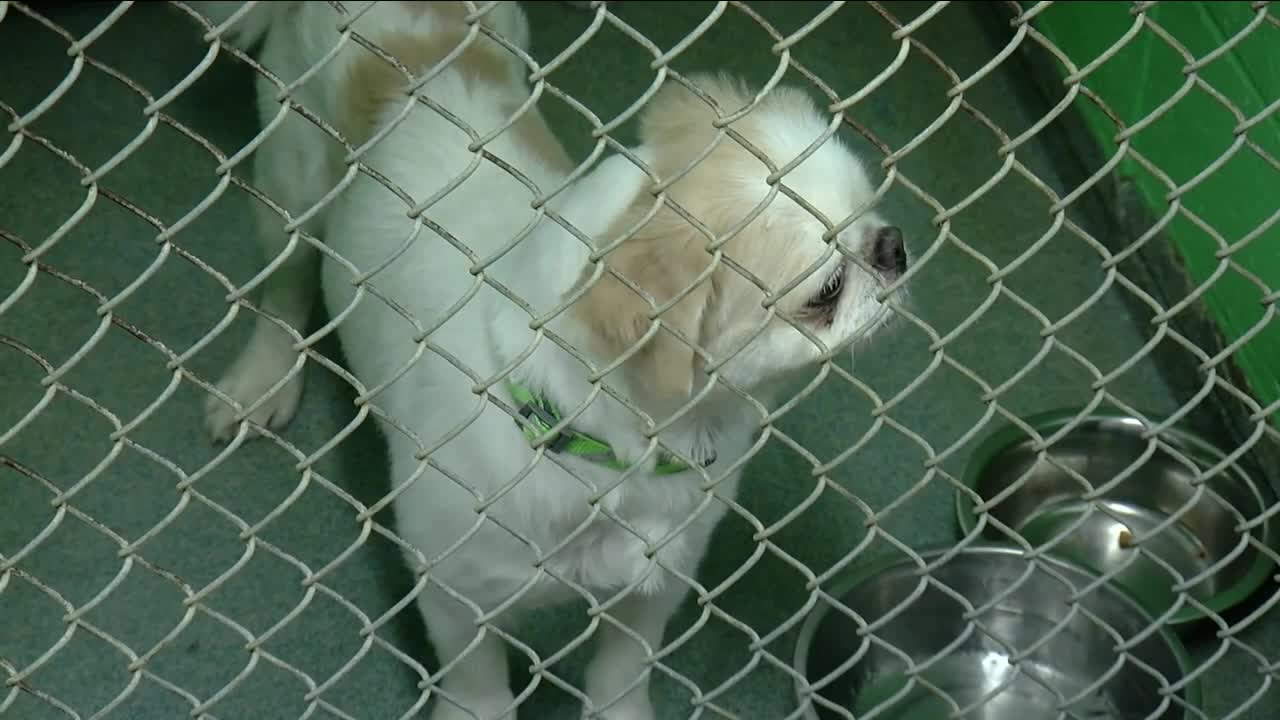 Investigating allegations at Niagara SPCA