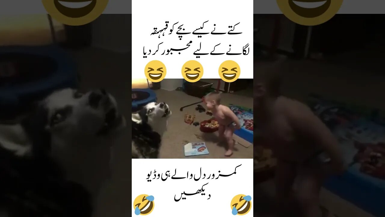 #funnydogs #funnybaby #ٰہسنے کے لیے بس موقعہ چاہئے