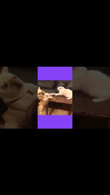 Animals being Hilarious part 4 | Funny Animals 2022 #shorts #funnyanimals2022 #part4