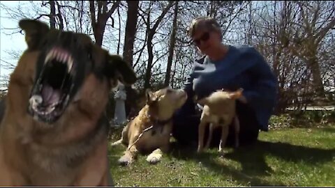 How To Test Your Dog To See If It Would Protect You During An Attack