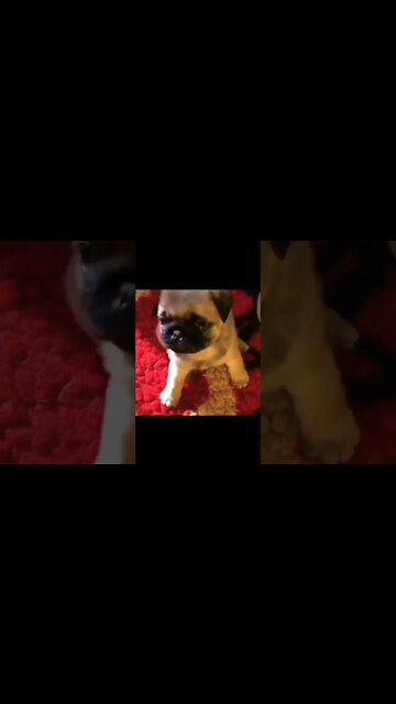 Little cute Baby pug❤️❤️ . . #pugs #puglife #puppylove #dogsoftwitter