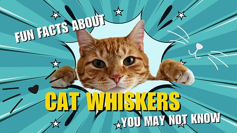 Fun facts about cat whiskers you may not know