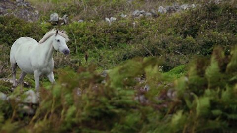 Beautiful Running Horse.