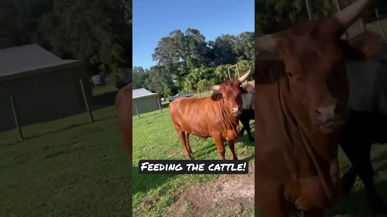 Walk with me to feed the cattle! #cattle #cow #cows #cattlefarm #shorts