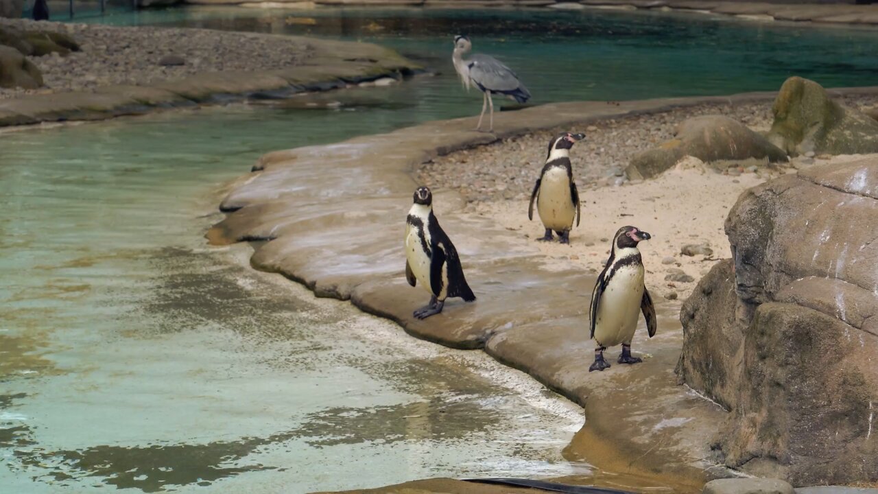 A very cute penguin in the sea