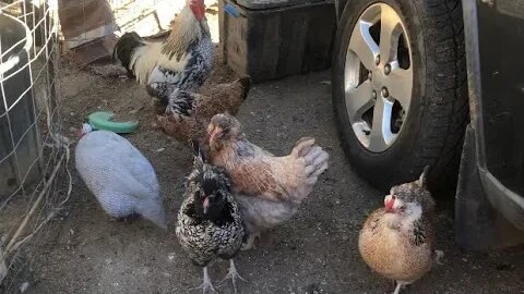 Free range chickens and dog greet their human. The geese make a guest appearance.