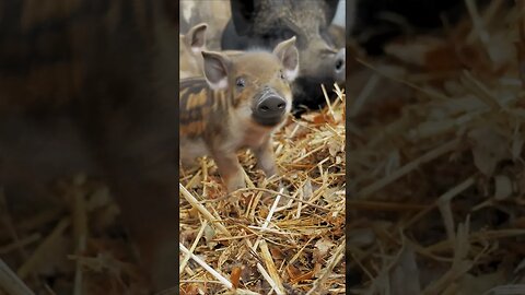 ADOREABLE Piglets #shorts #short