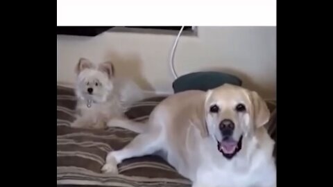 Cute Dog Compilation No. 1