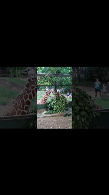 Giraffe eating leaves. 😊