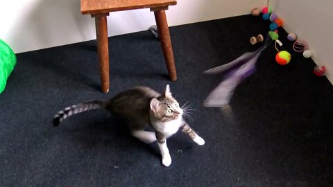 Cute Cat Plays with Feather Toy