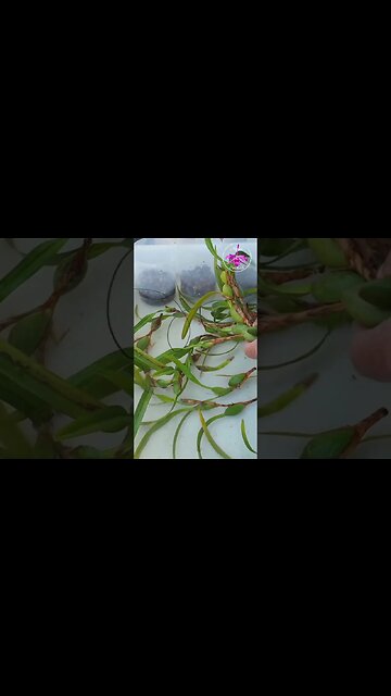 💡INSPIRED💡 IDEA! Maximum Impact Suggestion on how to grow maxillaria orchids #ninjaorchids #shorts