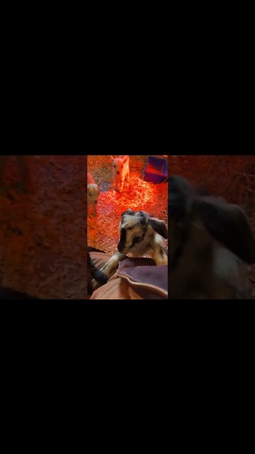 Baby Goats Have Moved to the Nursery #farmlife #nigeriandwarf #babygoats #homestead #goats