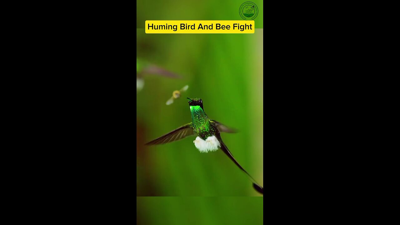 huming bird and honey bee fight