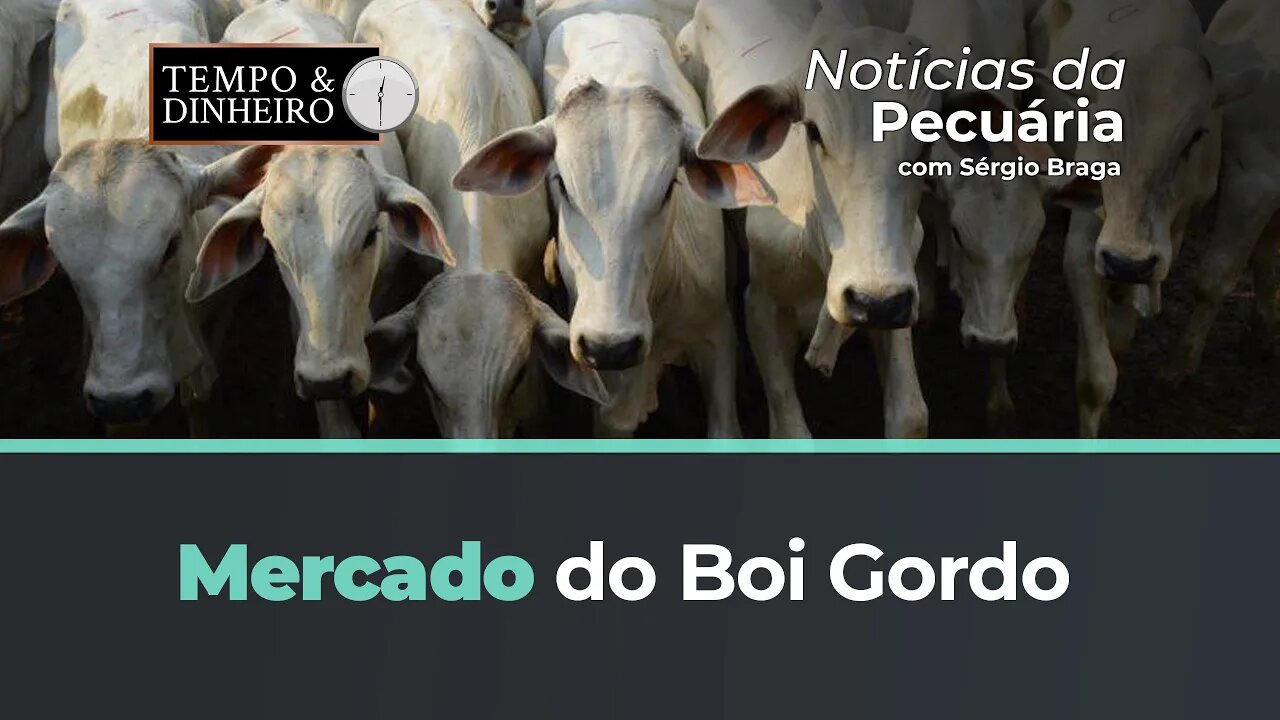 Veja o mercado do Boi
