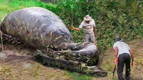 What They Found Inside This Snake Shocked The Whole World