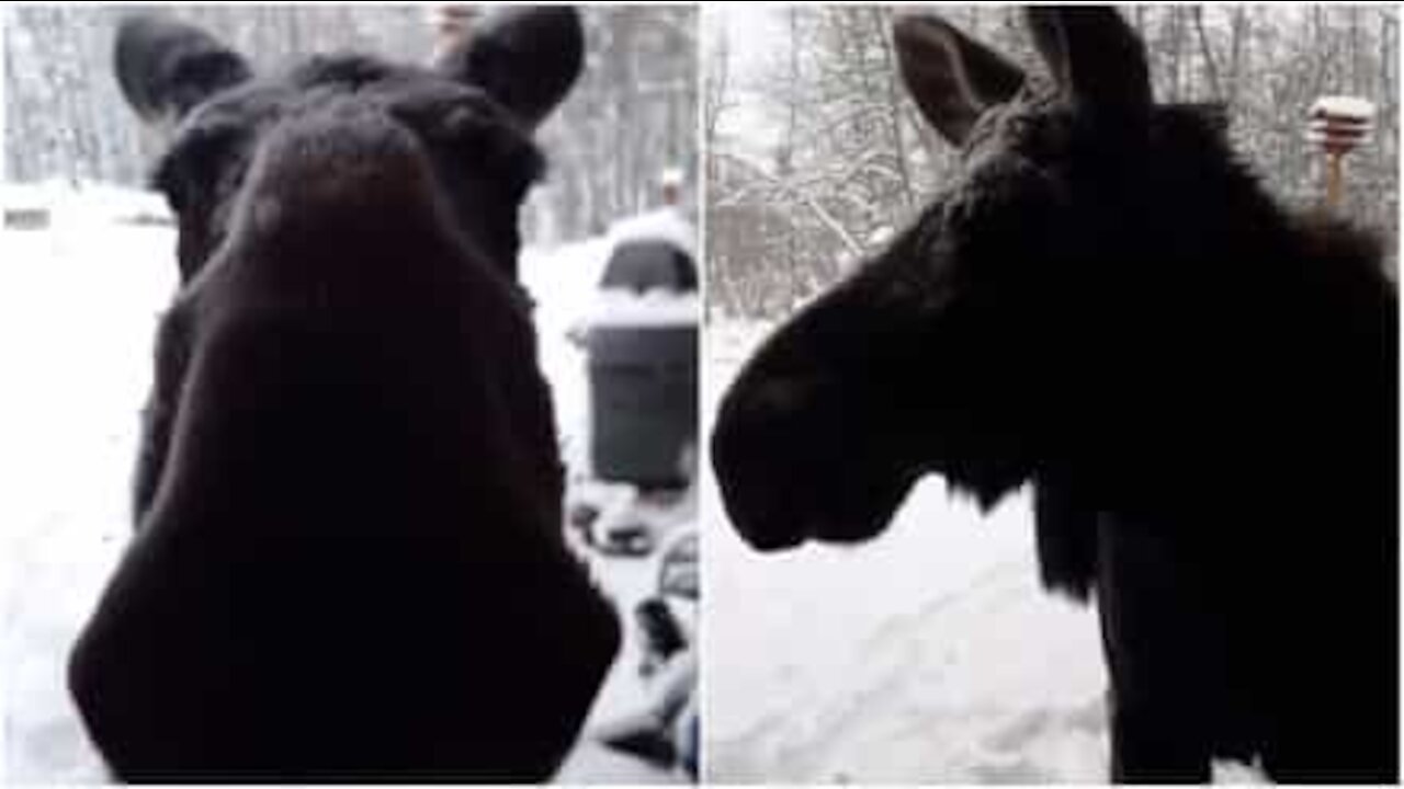 L'alce è stufa del freddo e bussa in cerca di un riparo