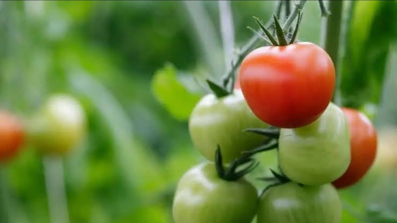 Tomato Garden Best Farming Amazing Tomato Best Tomato 🍅🍅🍅🍅🍅🍅🍅🍅🍅🍅🍅🍅🍅