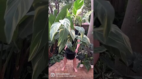 #cannastuttgart #cannalily