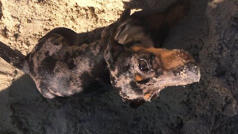 Dachshund Discovering a beach for the first time (making a hole in the sand)