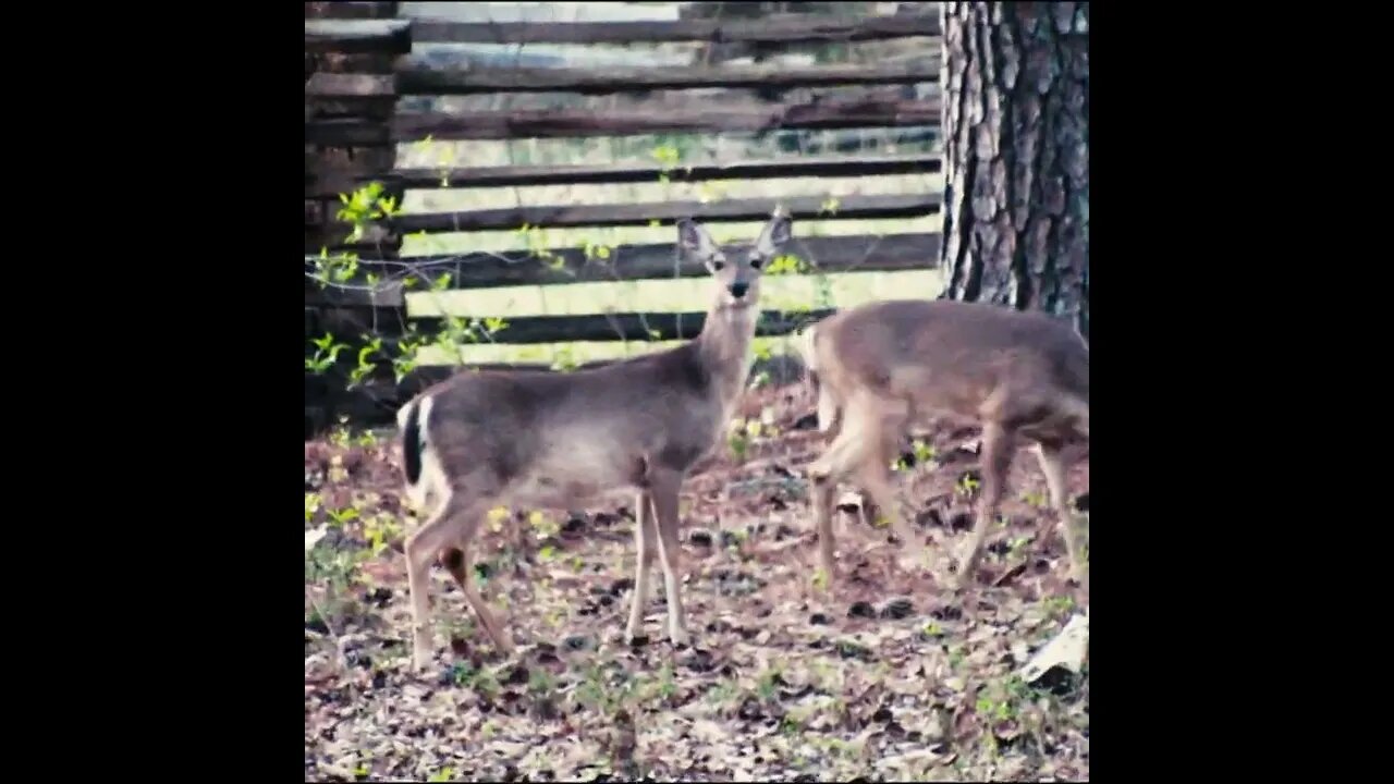 Deer in Chickamauga