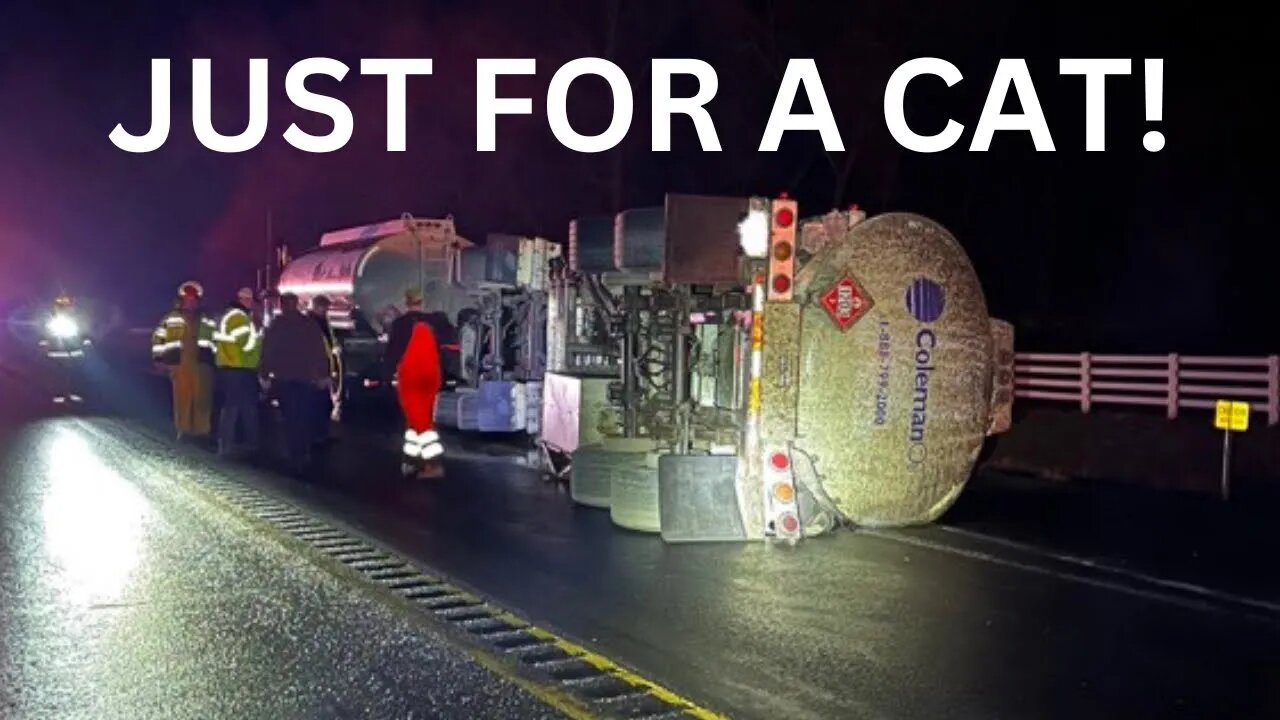 Risk Everything for a Cat | Bonehead Truckers