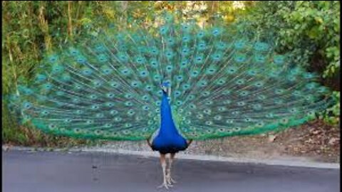 Watch a group of beautiful peacocks spread their feathers wonderfully with beautiful musicians