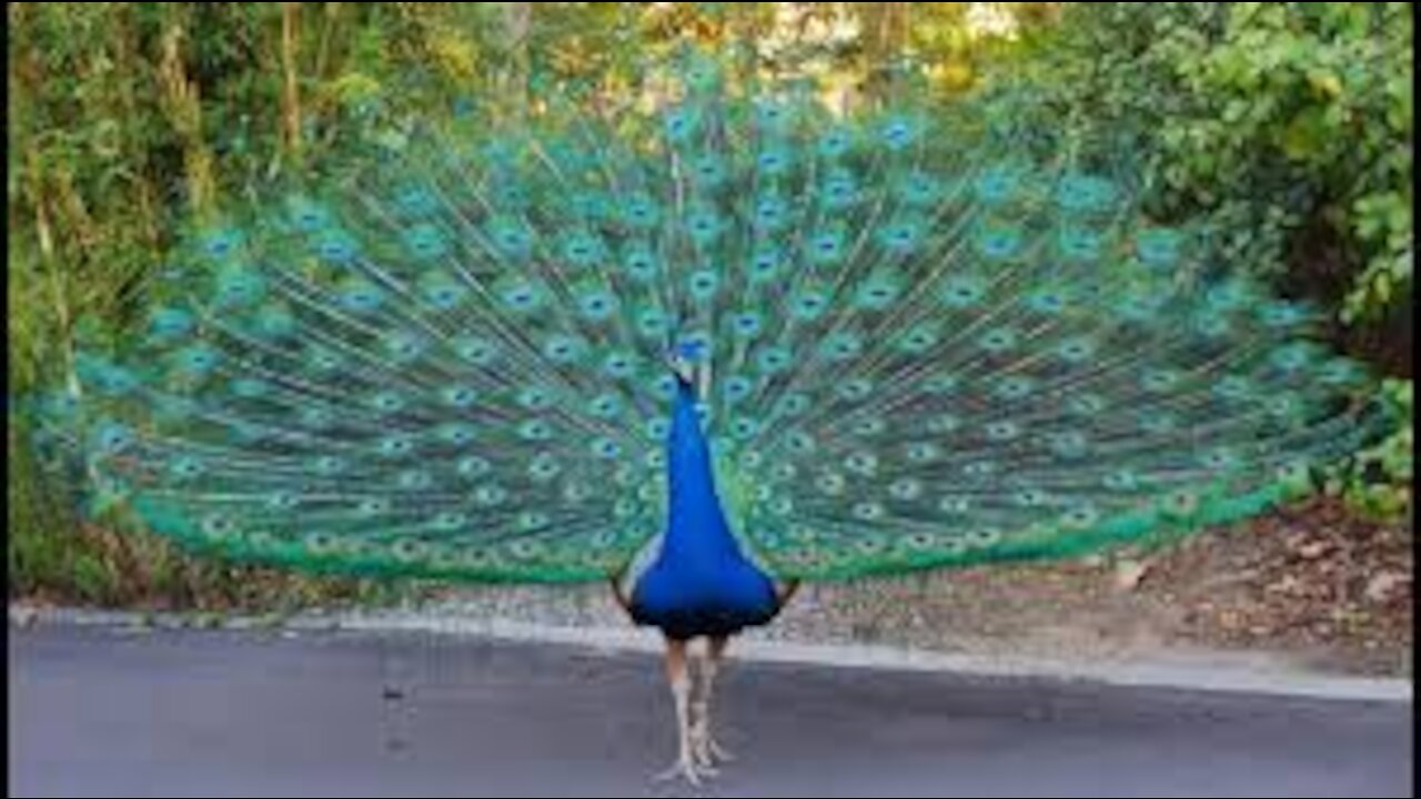 Watch a group of beautiful peacocks spread their feathers wonderfully with beautiful musicians