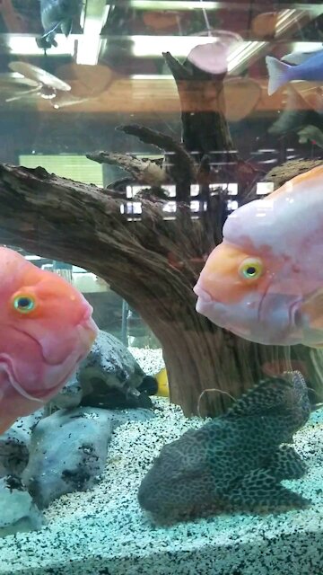 A simple Fish Kiss 💋 x 2