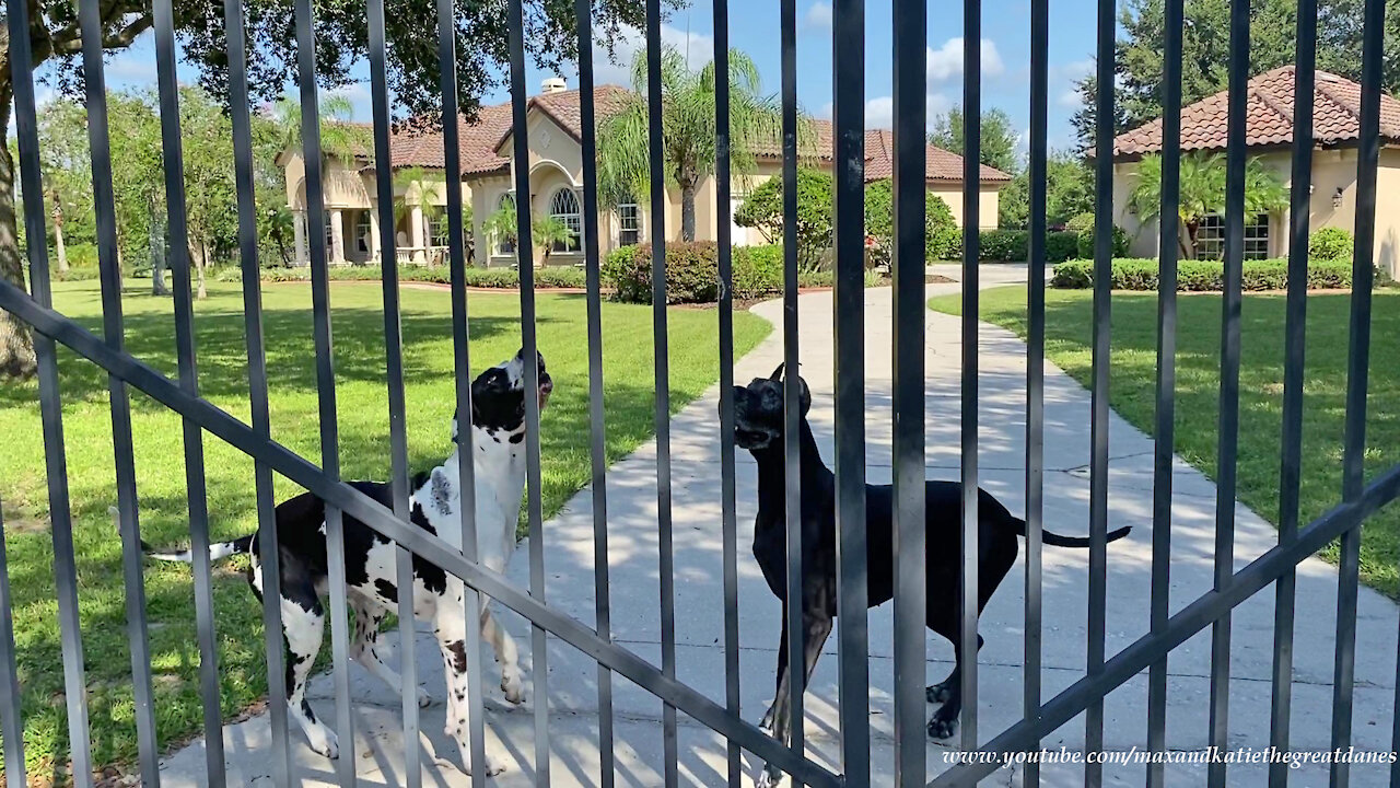 Great Danes practice their Sunday paper delivery skills