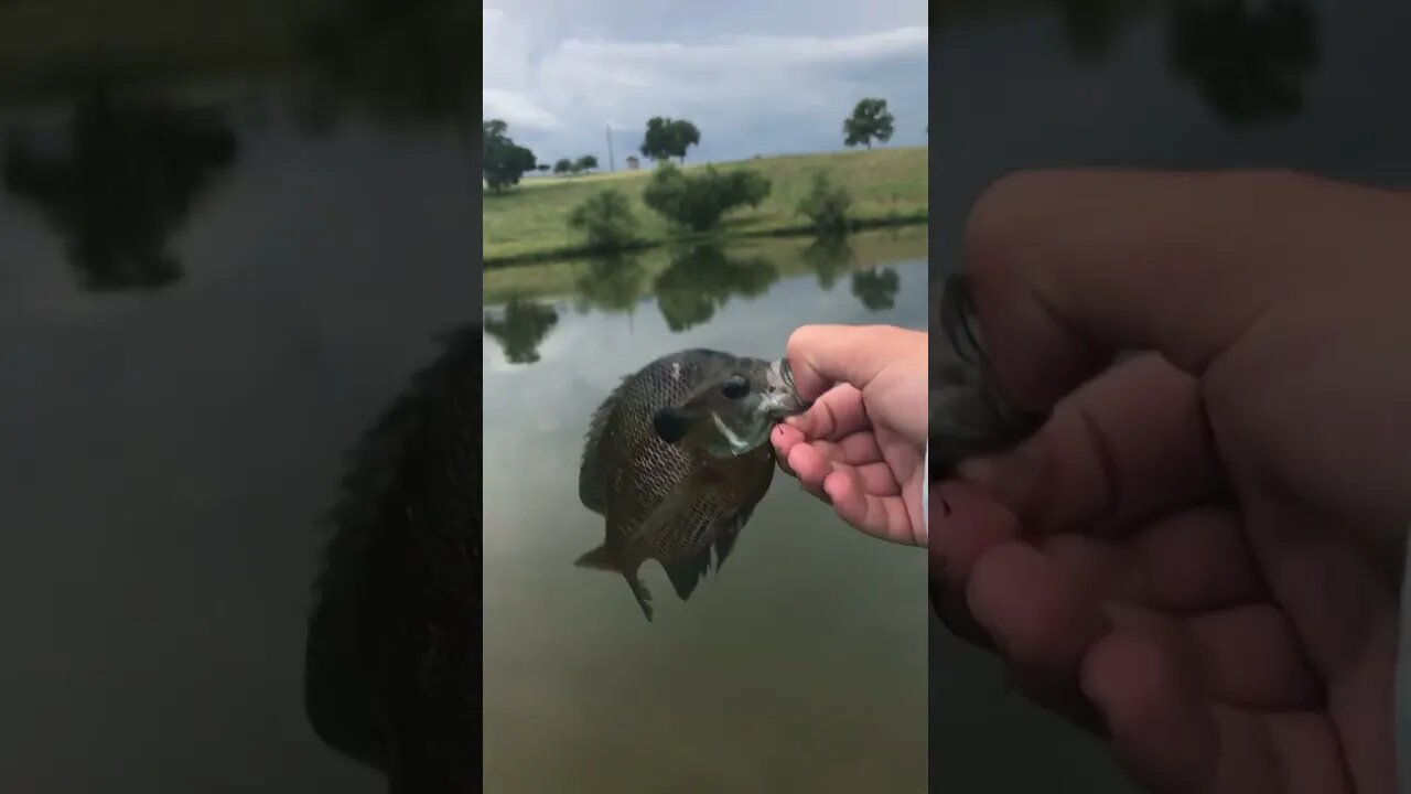 Bluegill #getreel #blue #bluegillfishing #bluegill