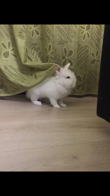 🐰💕Klodi lionhead bunny💕🐰