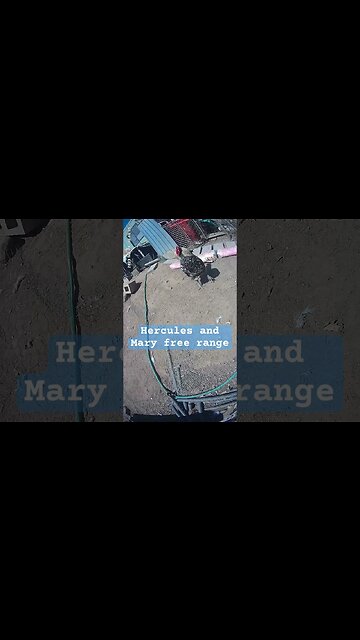 Hercules and Mary free range rooster and hen