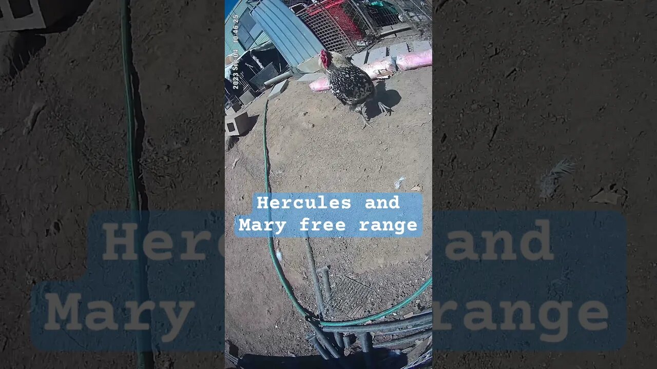 Hercules and Mary free range rooster and hen