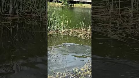 Some topwater Bass action! #fishing #bassfishing #bass #finessefishing #topwater