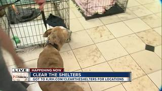 Clear the Shelters 2017