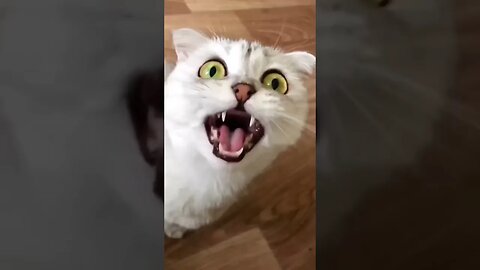 funny cat video