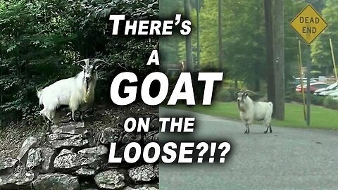 There's a GOAT on the LOOSE in Birmingham?!?