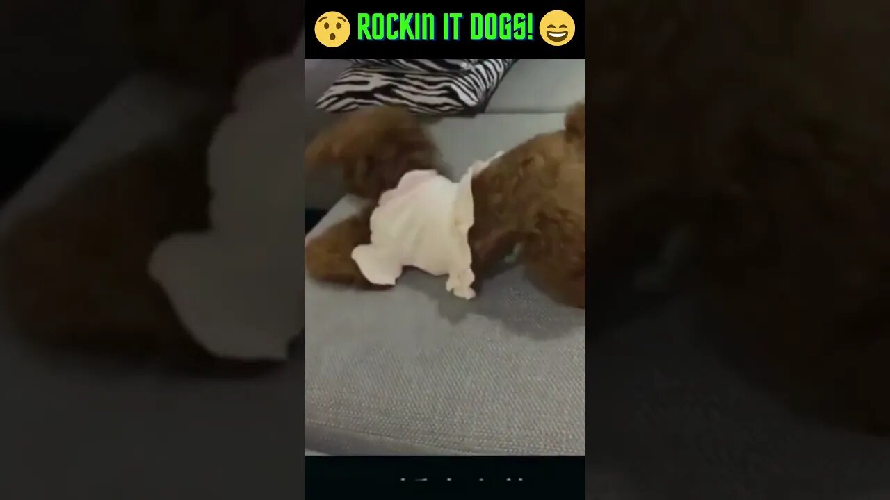 Rockin It Dogs! #Dogs #Shorts #Rock and Roll #Funny Dogs #Rock Music #Funny #Hilarious YoutubeShorts