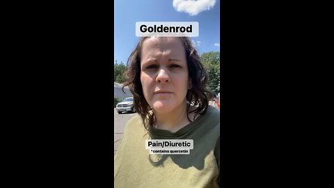 Goldenrod-For Pain and a Diuretic Ep. 8