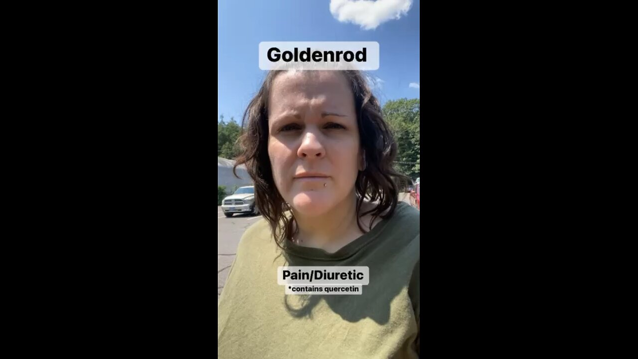 Goldenrod-For Pain and a Diuretic Ep. 8