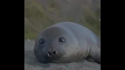 On land, seals move on their front fins, dragging their hind ones...