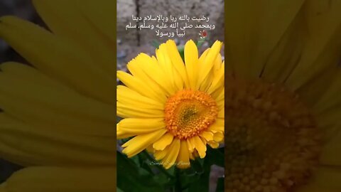 Hai Noor e Sahar, Flowers, Autumn