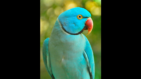 Psittaculidae blue