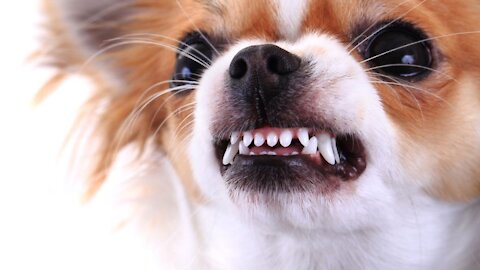 Pitbull Food Aggressive - Training Dog