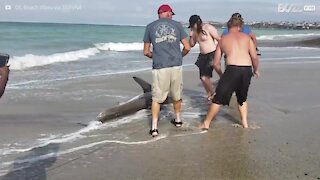 Salvano un cucciolo di squalo bianco spiaggiato in California