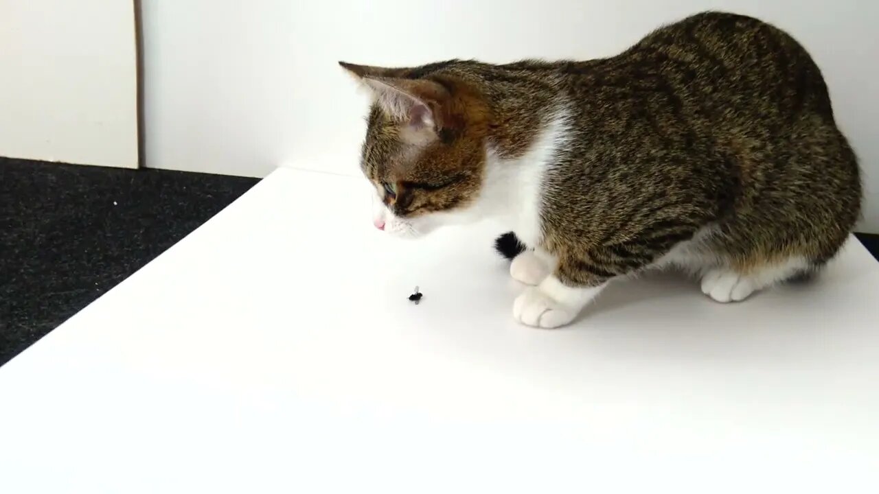 Weird Cat Likes to Hunt Flies